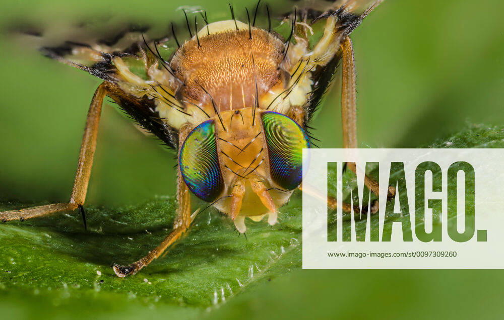 Kirschfruchtfliege, Kirsch-Fruchtfliege, Kirschfliege, Kirsch-Fliege (Rhagoletis cerasi, Rhagoletis signata, Trypeta signata), sitzt auf einem Blatt, Portraet, Deutschland cherry fruit fly, tephritid fruit fly (Rhagoletis cerasi, Rhagoletis signata, Trypeta signata), portrait, Germany BLWS606410
