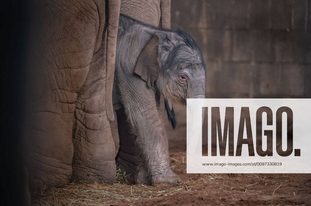 A rare Asian elephant has been born at Chester Zoo...The healthy female calf arrived to 15-year-old mum Sundara Hi Way following a 22-month gestation, with the birth caught on the zooâ€⠢s CCTV cameras...Elephant experts at the zoo †who monitored the birth remotely †say both mum and calf are doing â€oeever so well.â€Â..The new calf was welcomed by the rest of the family herd, including one-year-old half-brother Anjan, who experienced a birth for the first time, and three-year-old sister, Indali...Katie Morrison, Assistant team Manager of Elephants at the zoo, described the â€oewonderful†birth as a â€oegreat learning experience for the family herd.â€Â..She said:..â€oeA birth is a wonderful, positive social event for the elephants and is always a grea - ZUMAc218 20200227_zia_c218_034