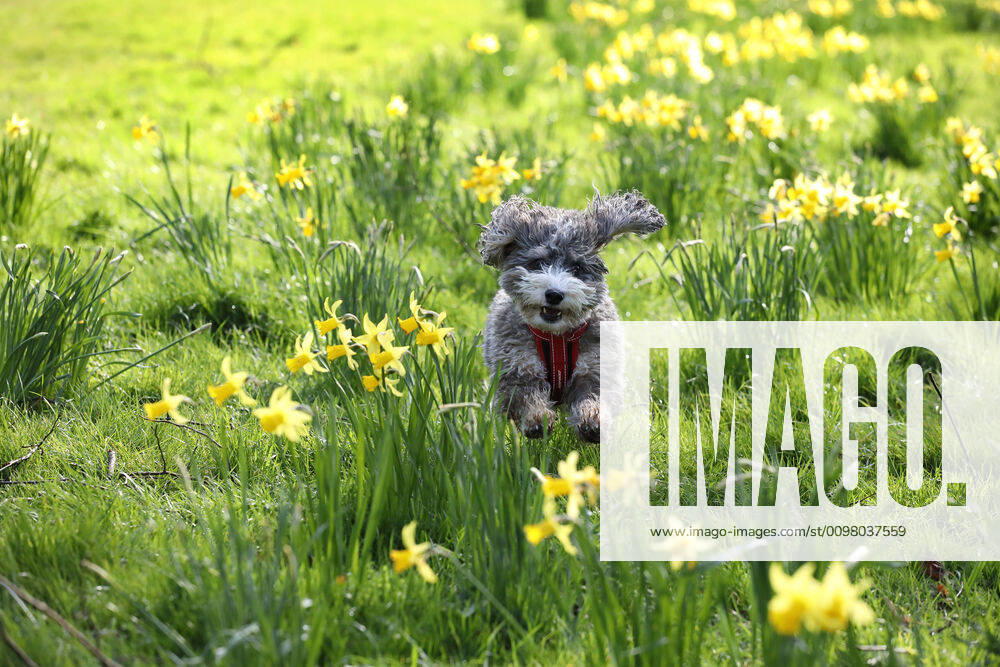 Amid all of the coronavirus scare it hasn t put Cookie the cockapoo dog off going for a run amongst the beautiful yellow daffodils as the sun shines in Peterborough, Cambridgeshire, UK on March 16, 2020