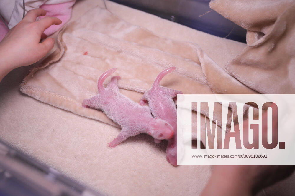 (200318) -- CHENGDU, March 18, 2020 -- Photo taken on March 17, 2020 shows the newborn giant panda twins at the China Conservation and Research Center for the Giant Panda in Chengdu, southwest China s Sichuan Province. The China Conservation and Research Center for the Giant Panda on Tuesday welcomed the birth of the world s first pair of captive-bred giant panda twins this year. The mother panda Fuwa gave birth to the male twins, weighing 159.8 grams and 119.5 grams, respectively, on Tuesday. Both are healthy and breast-fed by their mother. CHINA-SICHUAN-CHENGDU-GIANT PANDA TWINS-BIRTH (CN) XuxBingjie