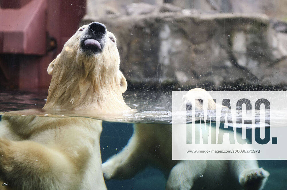 Bilder des Jahres 2020, News 03 März Erster Ausgang des noch namenlosen Eisbärbabys mit seiner Eisbärmutter Milana ins Freigelände im Erlebnis-Zoo. Hannover