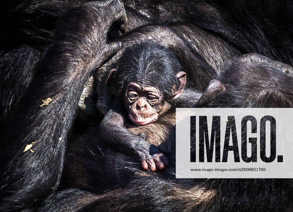2020-04-01 12:37:15 HILVARENBEEK - The newborn chimpanzee walks outside with mother Pepa in Safaripark Beekse Bergen in Hilvarenbeek, The Netherlands, 01 April 2020. the chimpanzee was born this weekend. ANP REMKO DE WAAL