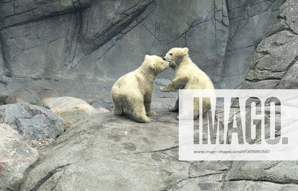Reportage fra et publikumstomt Aalborg Zoo, torsdag den 2. april 2020. Isbjoernen Malik er ude med sine to unger, en begivenhed der ellers ville have tiltrukket et stort publikum. Coronakrisen har lukket dyrehaven, og dyrepasserne arbejder i hold saa de undgaar at smitte hinanden. , Aalborg Jylland Denmark