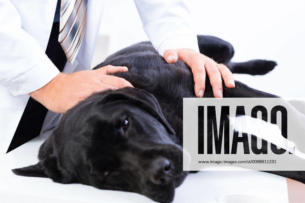 Vet checks the health of a dog vet checks the health of a dog, that is on the table