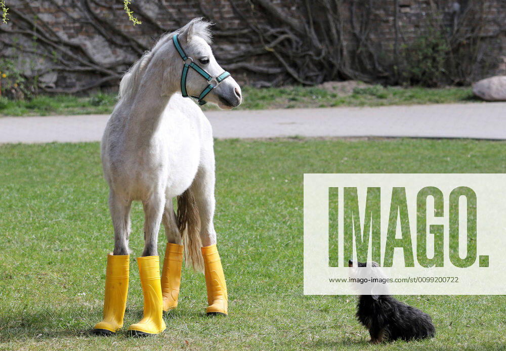 Neuenhagen, Brandenburg, GER - Pony in Gummistiefeln wartet mit seinem Freund dem Rauhaardackel auf Regen. (aussen, Aussenaufnahme, Brandenburg, Dackel, deutsch, Deutschland, Europa, europaeisch, Gummistiefel, Humor, Hund, Kleinpferd, lustig, Meteorologie, Neuenhagen, niemand, Pony, QF, Querformat, Rauhaardackel, skurril, Skurriles, Tiere, Tierreich, Tierwelt, Trockenperiode, warten, wartend, Westeuropa, Wetter, Witz, witzig) 200409D510NEUENHAGEN