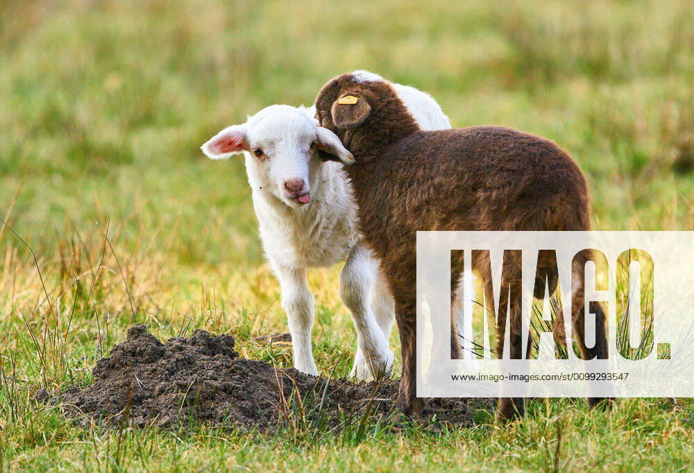 Marktoberdorf, Germany, April 11, 2020. Lambs in the grass at Easter and bask in the sun on April 11, 2020 in Marktoberdorf, Germany.