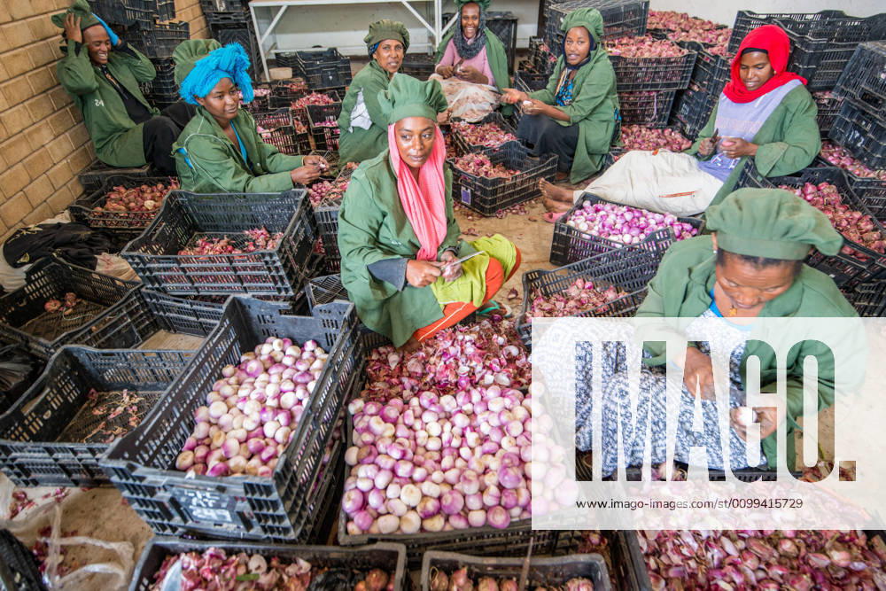 Meki Batu, Ethiopia - Female workers peeling onions for added value at the Fruit and Vegetable Growers Cooperative in Meki Batu. Meki Batu Ethiopia