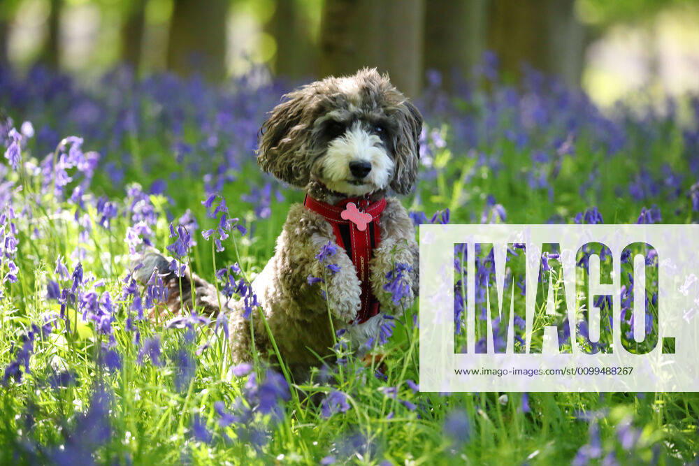 Day Twenty Eight of Lockdown in Peterborough. Cookie the cockapoo dog has a run through the bluebells in Peterborough. The country is on lockdown due to the COVID-19 Coronavirus pandemic. People are not allowed to leave home except for minimal food shopping, medical treatment, exercise - once a day, and essential work. COVID-19 Coronavirus lockdown, Peterborough, Cambridgeshire, UK, on April 20, 2020