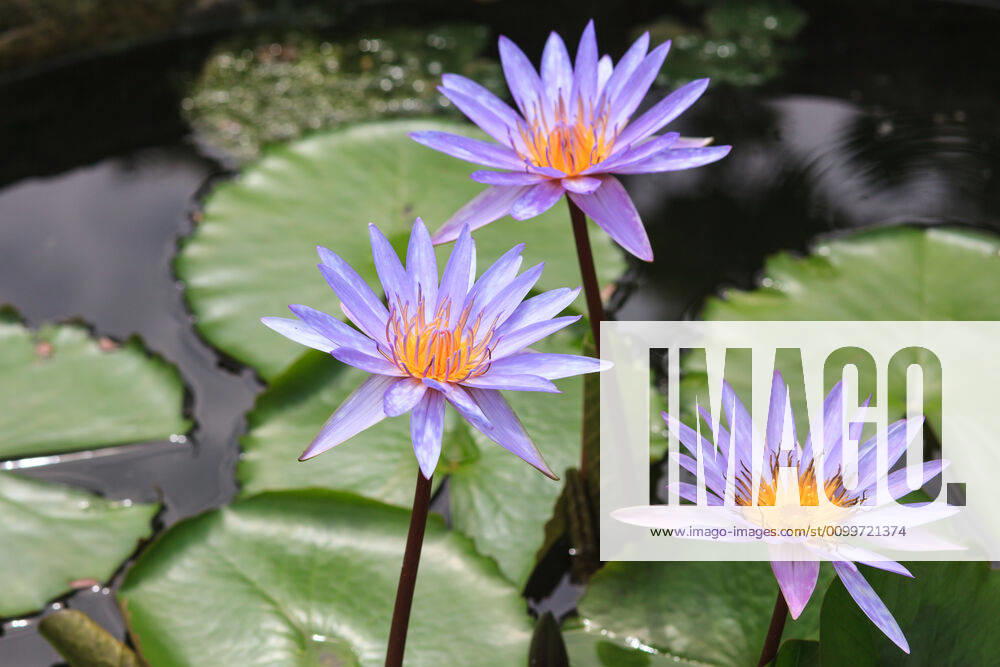 Waterlily, lotus blooming in the tropical garden waterlily, lotus blooming in the tropical garden