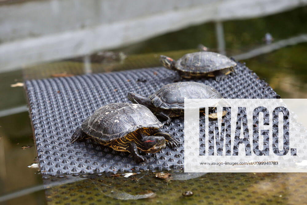 About 30 water turtles live in a fountain pound 25.04.2020., Croatia, Rijeka - About 30 water turtles live in a fountain pound that is part of the Vidikovac water reservoir at the City Water Supply on Boulevard. GoranxKovacic PIXSELL