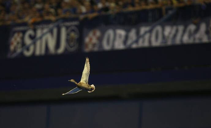 Zagreb, 13.07.2011. 2nd qualifying round UEFA Champions League - First Leg GNK Dinamo Zagreb (blue) - Neftci Baku PFK (white) Wild duck from a nearby zoo was rushed to the stadium o0 Tier Vogel Ente