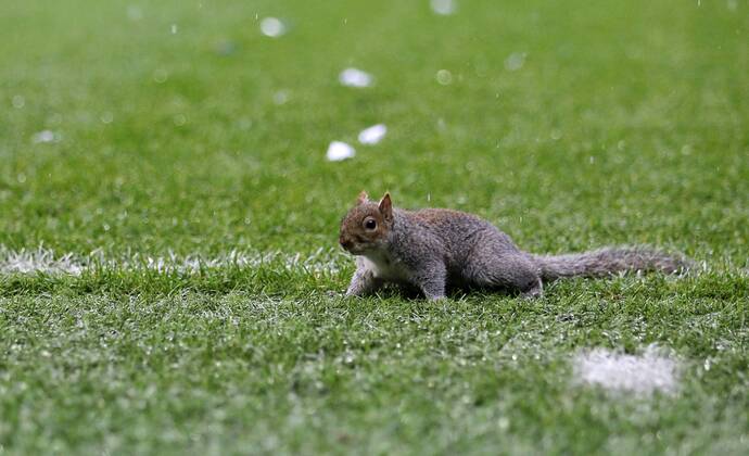 A squirrel enters the pitch forcing the match to stop until it leaves Queens Park Rangers vs Leicester City - Npower Championship - Loftus Road - London - England - 21 12 2013 - Pic David Klein Sportimage EDITORIAL USE ONLY. No use with unauthorised audio, video, data, fixture lists, club league logos or live services. Online in-match use limited to 120 images, no video emulation. No use in betting, games or single club league player publications.