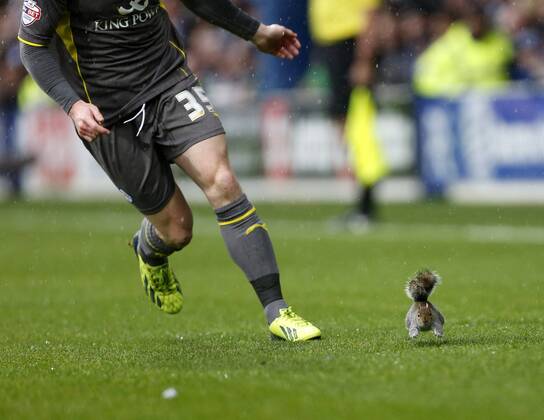A squirrel runs on the pitch during the match Queens Park Rangers vs Leicester City - Npower Championship - Loftus Road - London - England - 21 12 2013 - Pic DavidKlein Sportimage EDITORIAL USE ONLY. No use with unauthorised audio, video, data, fixture lists, club league logos or live services. Online in-match use limited to 120 images, no video emulation. No use in betting, games or single club league player publications.