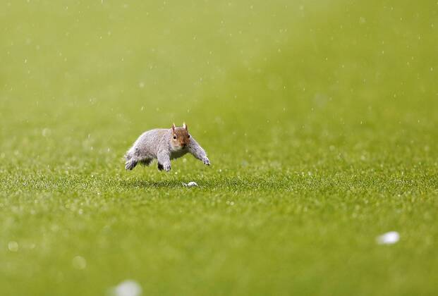 A squirrel enters the pitch forcing the match to stop until it leaves Queens Park Rangers vs Leicester City - Npower Championship - Loftus Road - London - England - 21 12 2013 - Pic DavidKlein Sportimage EDITORIAL USE ONLY. No use with unauthorised audio, video, data, fixture lists, club league logos or live services. Online in-match use limited to 120 images, no video emulation. No use in betting, games or single club league player publications.