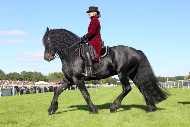 18.09.2016, Hannover, Niedersachsen, GER - Dressurreiterin in historischer Kleidung auf einem Friesen. Galopprennbahn Hannover, Neue Bult. (Pferd, Dressur, Barock, Reiterin, Warmblueter, Warmblut, Dressurreiterin, Kostuem, kostuemiert, Uniform, Uniformen, historisch, Klassik, klassisch, Barockreiterin, Barockreiten, Rappe, Friese, Trab, traben) 320D180916HANNOVER