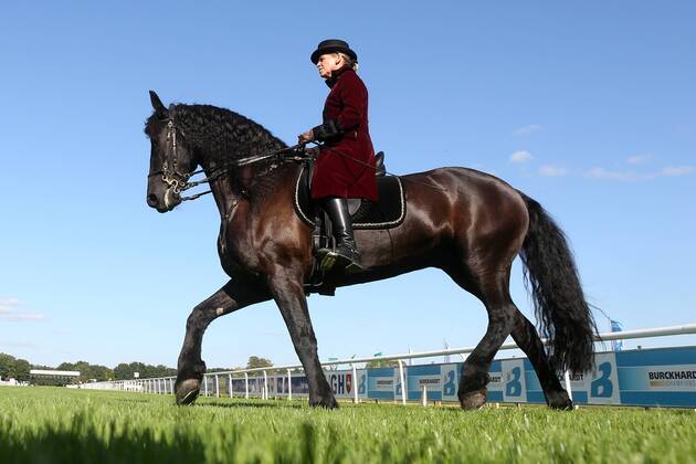 18.09.2016, Hannover, Niedersachsen, GER - Dressurreiterin in historischer Kleidung auf einem Friesen. Galopprennbahn Hannover, Neue Bult. (Pferd, Dressur, Barock, Reiterin, Warmblueter, Warmblut, Dressurreiterin, Kostuem, kostuemiert, Uniform, Uniformen, historisch, Klassik, klassisch, Barockreiterin, Barockreiten, Rappe, Friese, Froschperspektive, Trab, traben) 329D180916HANNOVER
