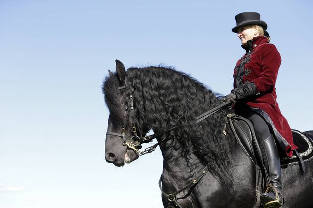 18.09.2016, Hannover, Niedersachsen, GER - Dressurreiterin in historischer Kleidung auf einem Friesen. Galopprennbahn Hannover, Neue Bult. (Pferd, Dressur, Barock, Reiterin, Warmblueter, Warmblut, Dressurreiterin, Kostuem, kostuemiert, Uniform, Uniformen, historisch, Klassik, klassisch, Barockreiterin, Barockreiten, Rappe, Friese, Froschperspektive, Freisteller, Anschnitt) 342D180916HANNOVER