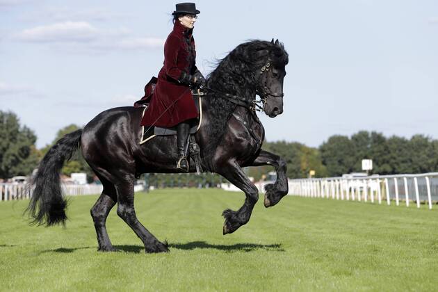 18.09.2016, Hannover, Niedersachsen, GER - Dressurreiterin in historischer Kleidung auf einem Friesen. Galopprennbahn Hannover, Neue Bult. (Pferd, Dressur, Barock, Reiterin, Warmblueter, Warmblut, Dressurreiterin, Kostuem, kostuemiert, Uniform, Uniformen, historisch, Klassik, klassisch, Barockreiterin, Barockreiten, Rappe, Friese, Galopp, galoppieren) 352D180916HANNOVER