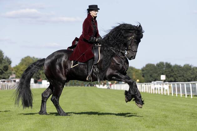 18.09.2016, Hannover, Niedersachsen, GER - Dressurreiterin in historischer Kleidung auf einem Friesen. Galopprennbahn Hannover, Neue Bult. (Pferd, Dressur, Barock, Reiterin, Warmblueter, Warmblut, Dressurreiterin, Kostuem, kostuemiert, Uniform, Uniformen, historisch, Klassik, klassisch, Barockreiterin, Barockreiten, Rappe, Friesen, Galopp, galoppieren) 352D180916HANNOVER