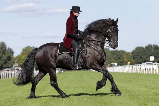 18.09.2016, Hannover, Niedersachsen, GER - Dressurreiterin in historischer Kleidung auf einem Friesen. Galopprennbahn Hannover, Neue Bult. (Pferd, Dressur, Barock, Reiterin, Warmblueter, Warmblut, Dressurreiterin, Kostuem, kostuemiert, Uniform, Uniformen, historisch, Klassik, klassisch, Barockreiterin, Barockreiten, Rappe, Friese, Galopp, galoppieren) 355D180916HANNOVER