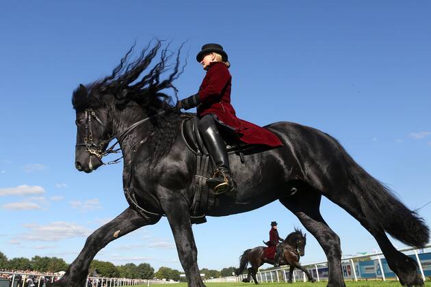 18.09.2016, Hannover, Niedersachsen, GER - Dressurreiterin in historischer Kleidung auf einem Friesen. Galopprennbahn Hannover, Neue Bult. (Pferd, Dressur, Barock, Reiterin, Warmblueter, Warmblut, Dressurreiterin, Kostuem, kostuemiert, Uniform, Uniformen, historisch, Klassik, klassisch, Barockreiterin, Barockreiten, Rappe, Friese, Froschperspektive, Galopp, galoppieren) 357D180916HANNOVER