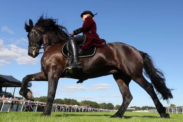 18.09.2016, Hannover, Niedersachsen, GER - Dressurreiterin in historischer Kleidung auf einem Friesen. Galopprennbahn Hannover, Neue Bult. (Pferd, Dressur, Barock, Reiterin, Warmblueter, Warmblut, Dressurreiterin, Kostuem, kostuemiert, Uniform, Uniformen, historisch, Klassik, klassisch, Barockreiterin, Barockreiten, Rappe, Friese, Froschperspektive, Galopp, galoppieren) 359D180916HANNOVER