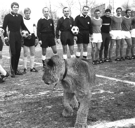 Schalke 04 - Borussia Dortmund 31.1.1970 Zum Rueckspiel nach dem Hundebiss in Dortmund gegen Rausch (S04) brachten die Schalker diesen Loewen mit ins Stadion.