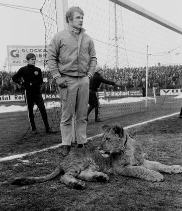 Schalke 04 - Bor. Dortmund 31.1.1970. Ein echter Löwe als seltener Besuch in der Schalker Glückauf-Kampfbahn.
