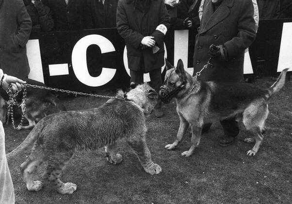 Schalke 04 - Bor. Dortmund 31.1.1970. Ein echter Löwe als seltener Besuch in der Schalker Glückauf-Kampfbahn.
