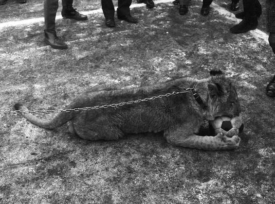 Schalke 04 - Bor. Dortmund 31.1.1970. Ein echter Löwe als seltener Besuch in der Schalker Glückauf-Kampfbahn.