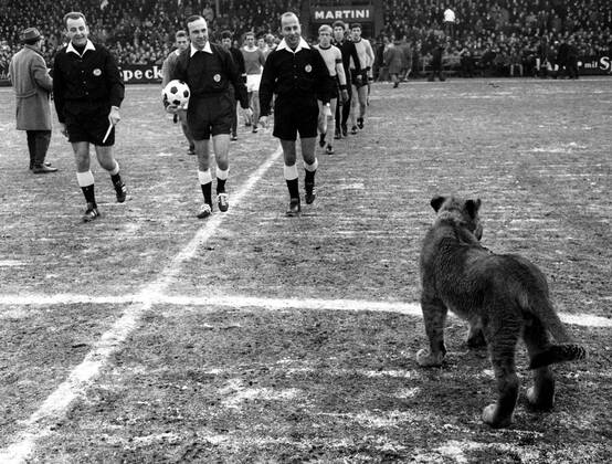 Schalke 04 - Bor. Dortmund 31.1.1970. Ein echter Löwe als seltener Besuch in der Schalker Glückauf-Kampfbahn.
