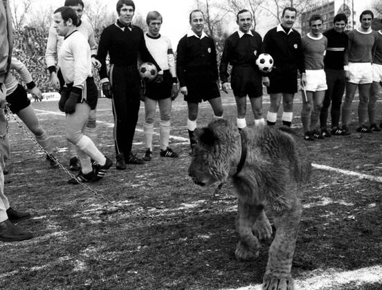 Schalke 04 - Bor. Dortmund 31.1.1970. Ein echter Löwe als seltener Besuch in der Schalker Glückauf-Kampfbahn.