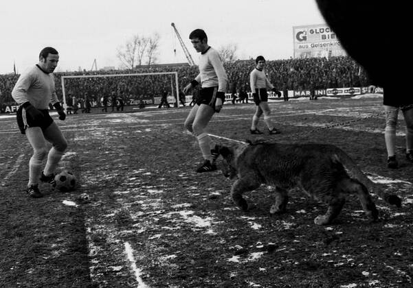 Schalke 04 - Bor. Dortmund 31.1.1970. Ein echter Löwe als seltener Besuch in der Schalker Glückauf-Kampfbahn.