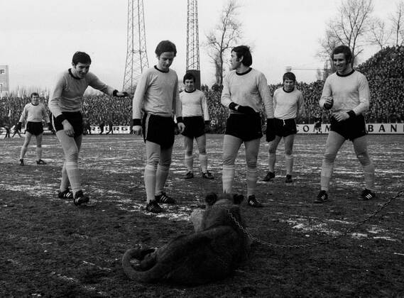 Schalke 04 - Bor. Dortmund 31.1.1970. Ein echter Löwe als seltener Besuch in der Schalker Glückauf-Kampfbahn.