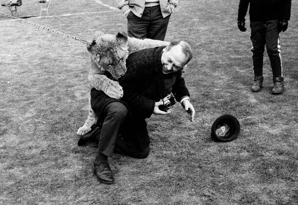 Schalke 04 - Bor. Dortmund 31.1.1970. Ein echter Löwe als seltener Besuch in der Schalker Glückauf-Kampfbahn.