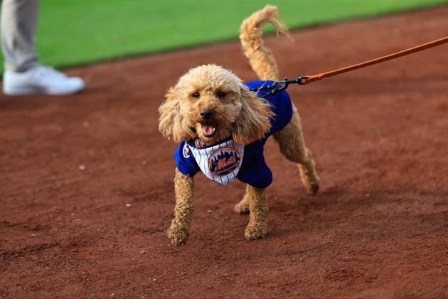Philadelphia Phillies v New York Mets - MLB, Baseball Herren, USA Fans and their pets are participating in Bark in the Park on the field before the baseball game between the Philadelphia Phillies and New York Mets at Citi Field in Corona, New York, on May 13, 2024. New York City N.Y. United States  Copyright: xGordonxDonovanx originalFilename:donovan-philadel240513_npJEQ.jpg