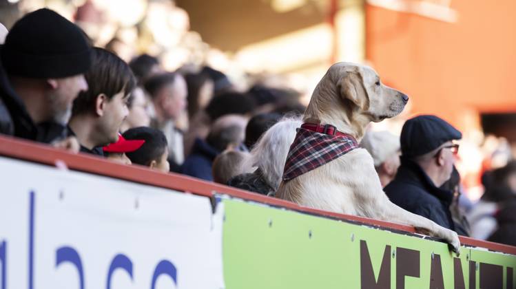 Bilder des Jahres 2025, Sport 02 Februar Sport Themen der Woche KW08 Sport Bilder des Tages Charlton Athletic v Exeter City Sky Bet League 1 A Labrador watches on during the Sky Bet League 1 match between Charlton Athletic and Exeter City at The Valley, London UK Newspapers OUT Copyright: xBenxPetersx FIL-21476-0142
