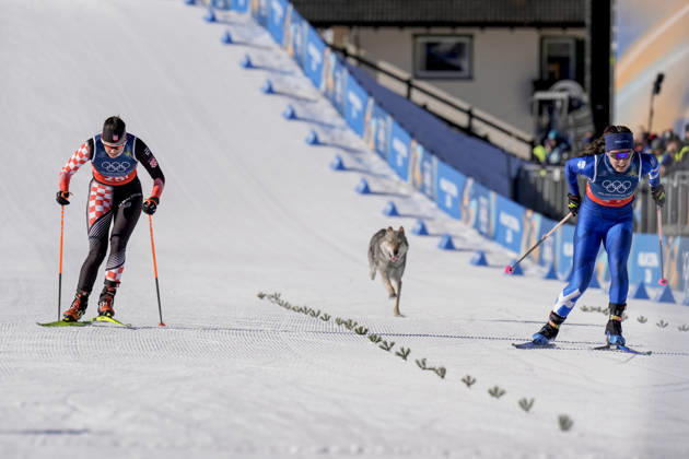 Winter Olympics in Milan Cortina 2026 Val di Fiemme, Italy 20260218 A dog on the trail during the cross country team sprint at Lago di Tesero during the Winter Olympics in Milan Cortina 2026 Photo Terje Pedersen NTB Val di Fiemme Italy EDITORIAL USE ONLY RESTRICTED USE FOR BETTING COMPANIES  Copyright: xTerjexPedersenx xNTBx
