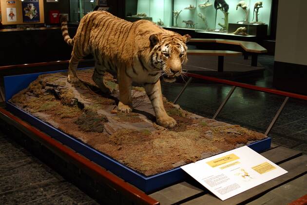 Ausgestopfter Sibirischer Tiger (Panthera tigris altaica) im Zoologischen Museum in Hamburg