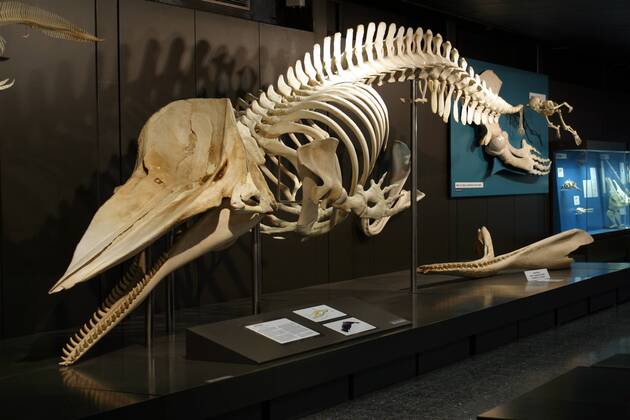Pottwal-Skelett (Physeter macrocephalus) im Zoologischen Museum in Hamburg