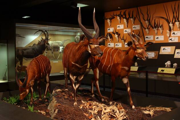 Ausgestopfte Bongofamilie (Tragelaphus euryceros) im Zoologischen Museum in Hamburg