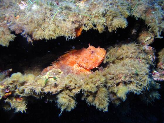 Großer Roter Drachenkopf (Scorpaena scrofa) im italienischen Mittelmeer