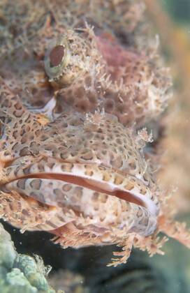 Großer Roter Drachenkopf (Scorpaena scrofa) vor den Philippinen -  (CSH01892)