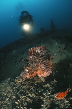Großer Roter Drachenkopf (Scorpaena scrofa) und Taucher vor den Philippinen -  (CSH 01819)