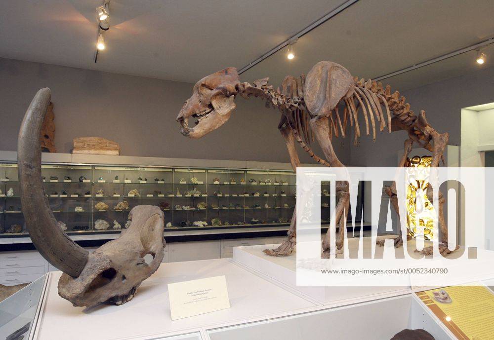 Stockfoto Schaedel Eines Wollhaarnashorns Und Ein Tiers