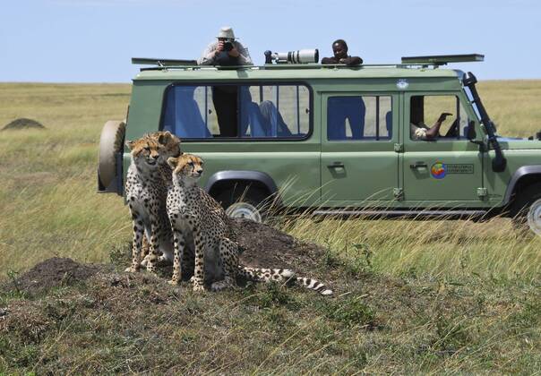 Gepardengruppe (Acinonyx jubatus) vor einem Fotograf mit Kamera im Safarijeep, Masai Mara National Reservat (ibxmox00610510)