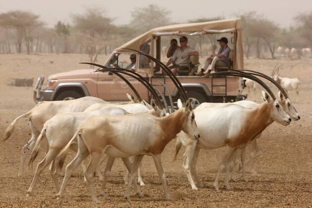 Jeep Safari zwischen Säbelantilopen im Tierreservat Sir Bani Yas bei Abu Dhabi, Vereinigte Arabische Emirate