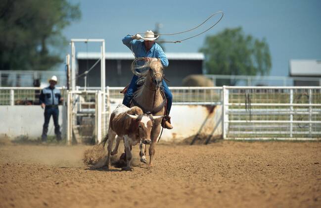Quarter Horse (Equus przewalskii f. caballus), Cowboy Roping Quarterhorse (Equus przewalskii f. caballus), cowboy roping BLWS009669