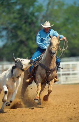 Quarter Horse (Equus przewalskii f. caballus), Cowboy Roping Quarterhorse (Equus przewalskii f. caballus), cowboy roping BLWS009671