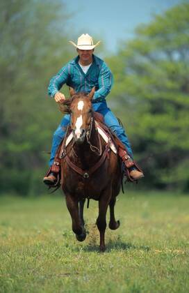 Quarter Horse (Equus przewalskii f. caballus), Cowboy reitet ueber eine Wiese Quarterhorse (Equus przewalskii f. caballus), cowboy riding over a meadow BLWS009676